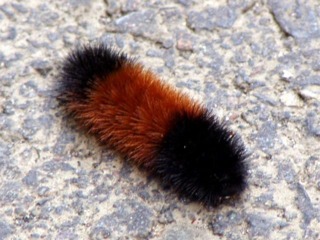 Wooly Worm!
