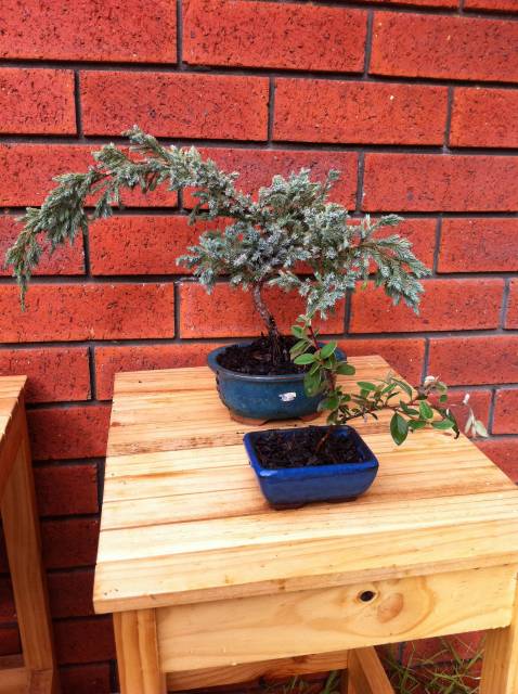  Two regular-ass plants I'm trying to train as bonsai. Big one is some type of juniper. Small one is a Cotoneaster.