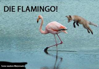 Die Flamingo!!