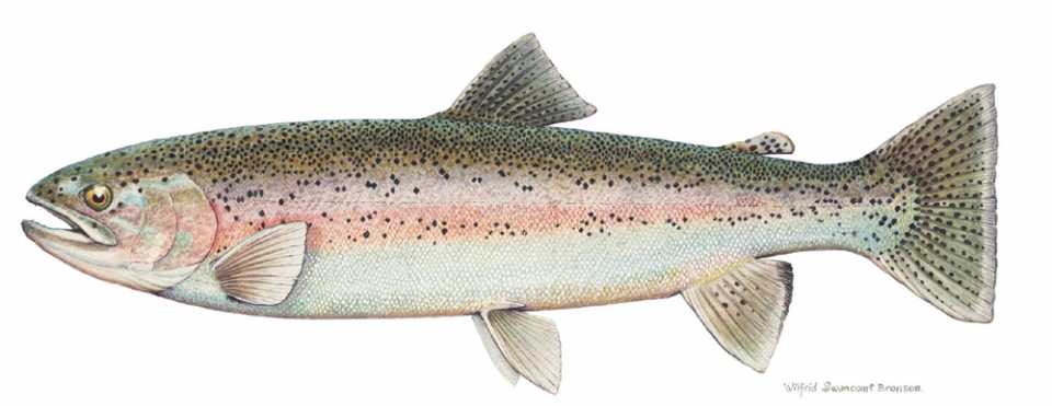 The metaphorical e-trout