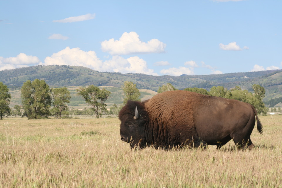 Bison in Jackson Hole, Wyoming