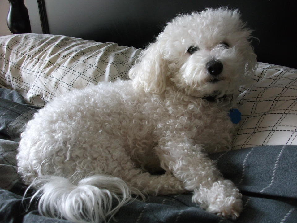  Link. Bichon frise. 5 years old.