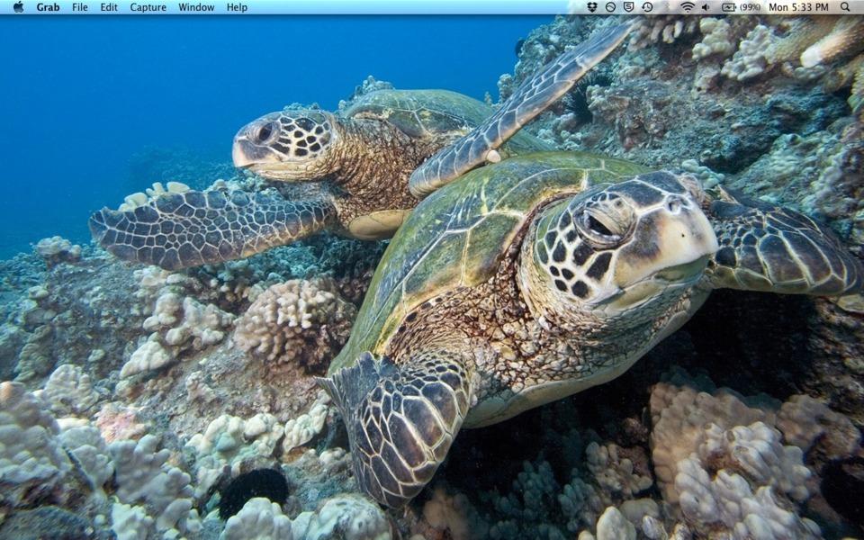 Sea Turtles! WOOOOOOOOO 
