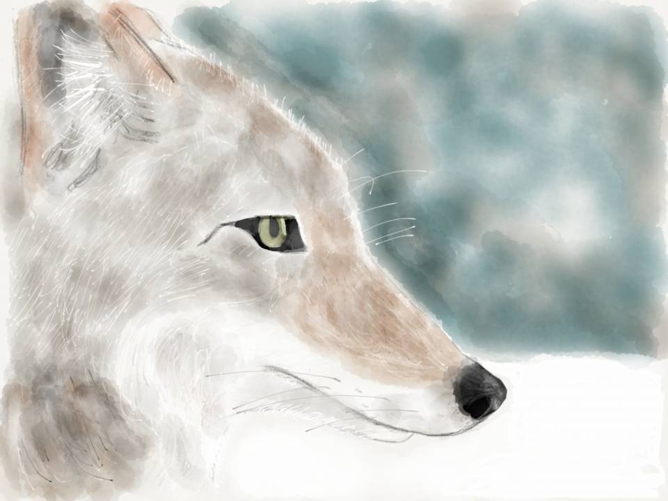 Coyote, which looks more like a wolf