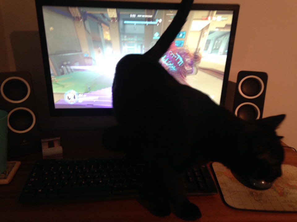 Pictured: My cat playing Overwatch, presumably better than I can.