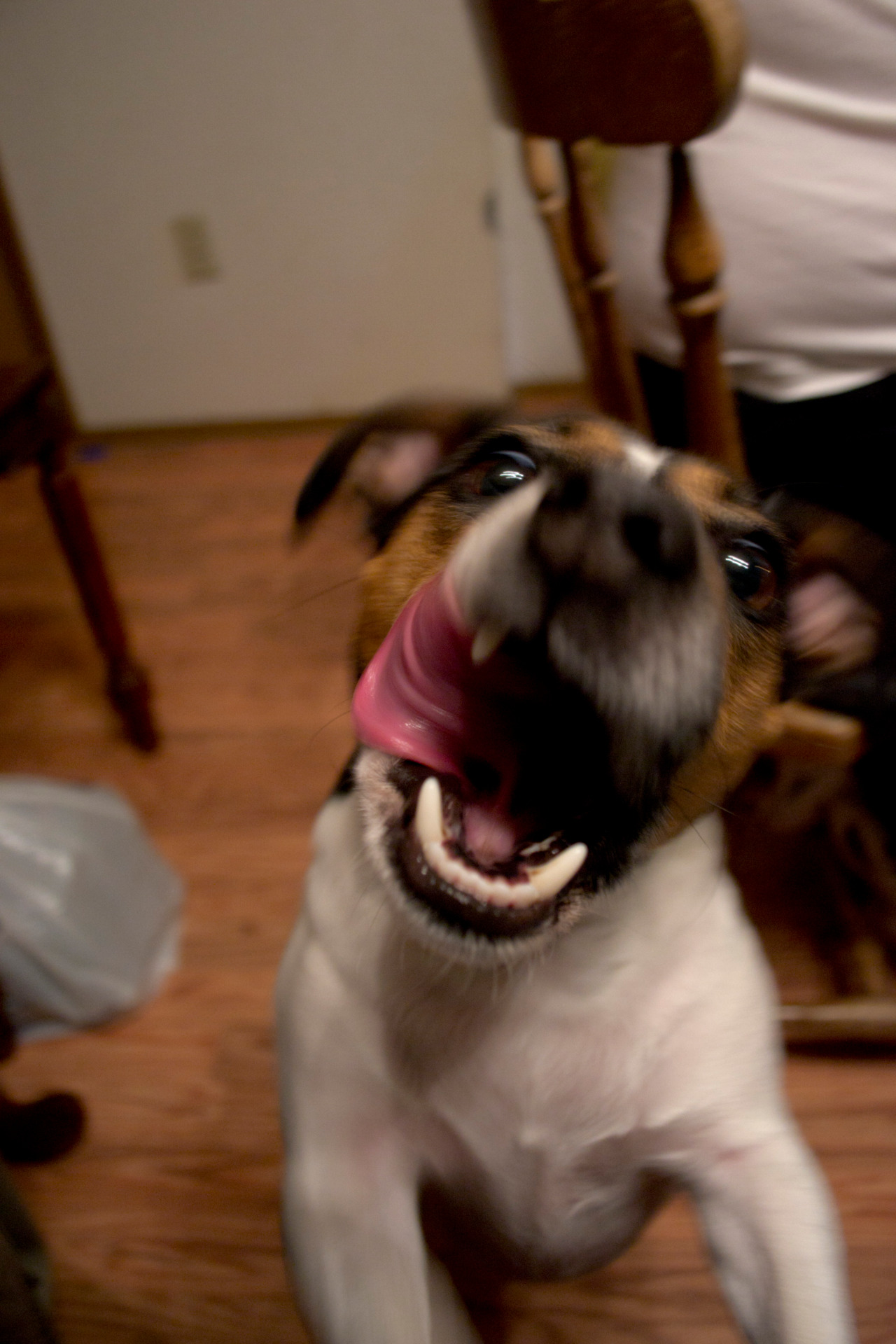My dog, Jack. I was taking picture of a family dinner, and this adorable little guy wanted to check out my camera.