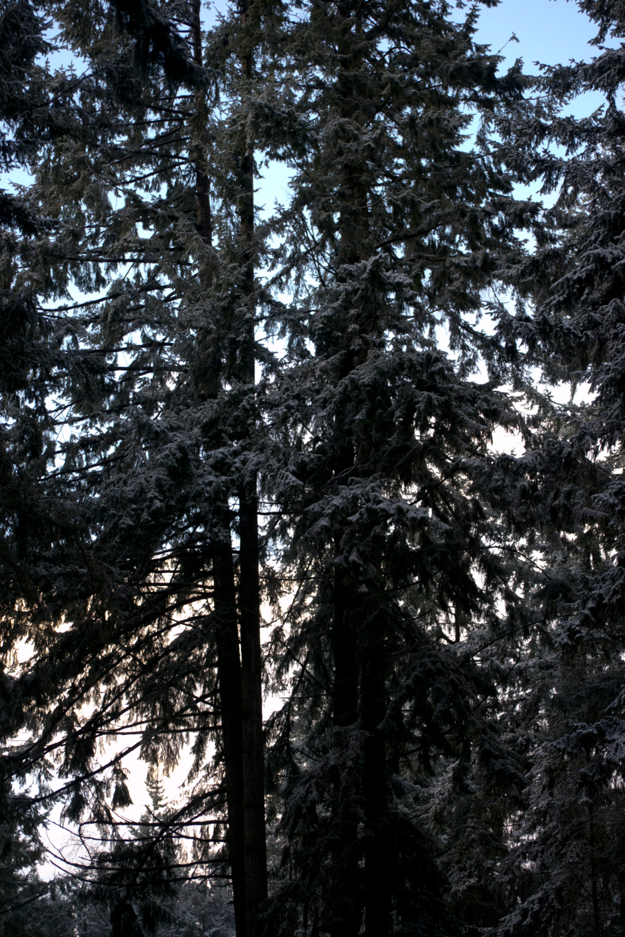 After a snowy day, I took some pictures of the trees in my backyard.