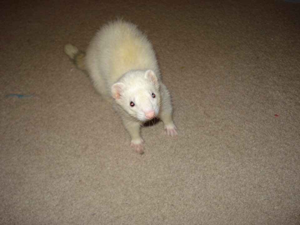 This is my other pet, 2 and a half year old Hurley the Ferret.