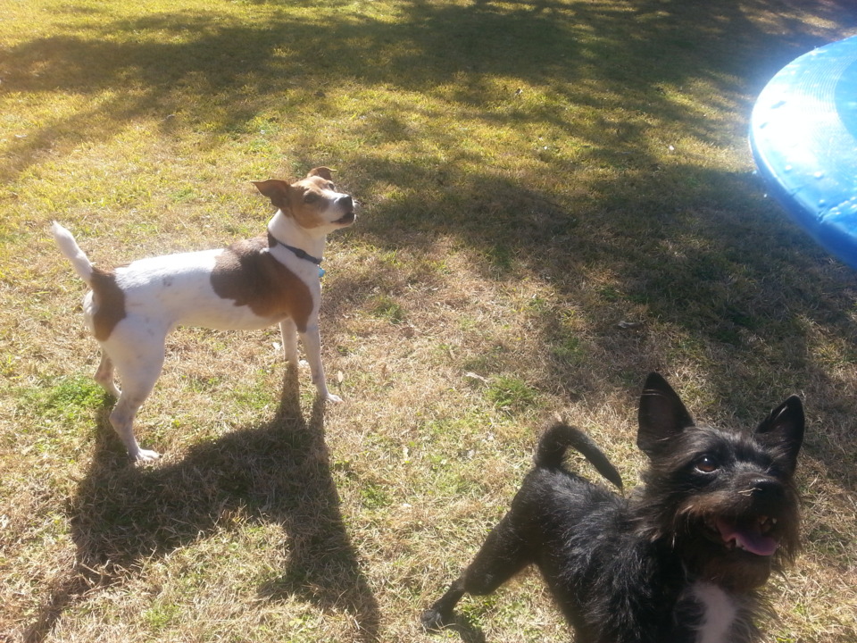 The Jack Russell is Wes.  The rat terrier is Sam.  Wes always gets to the frisbee first.