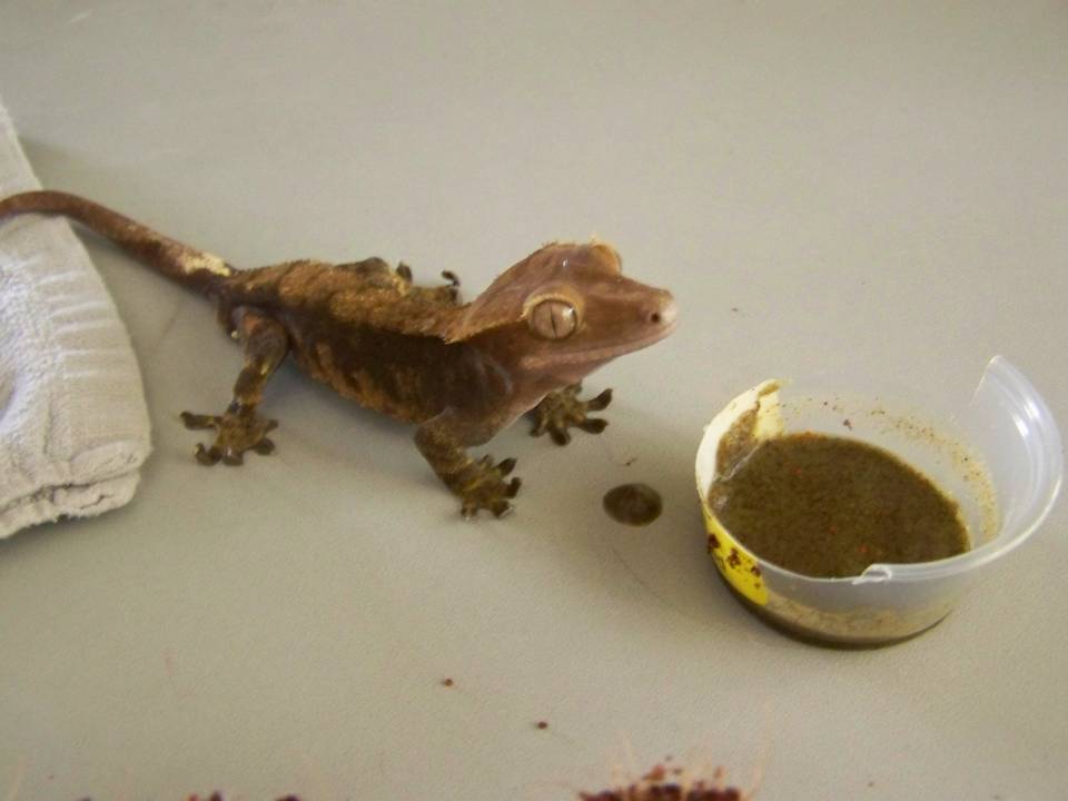Duncan - Male (Crestied Gecko)