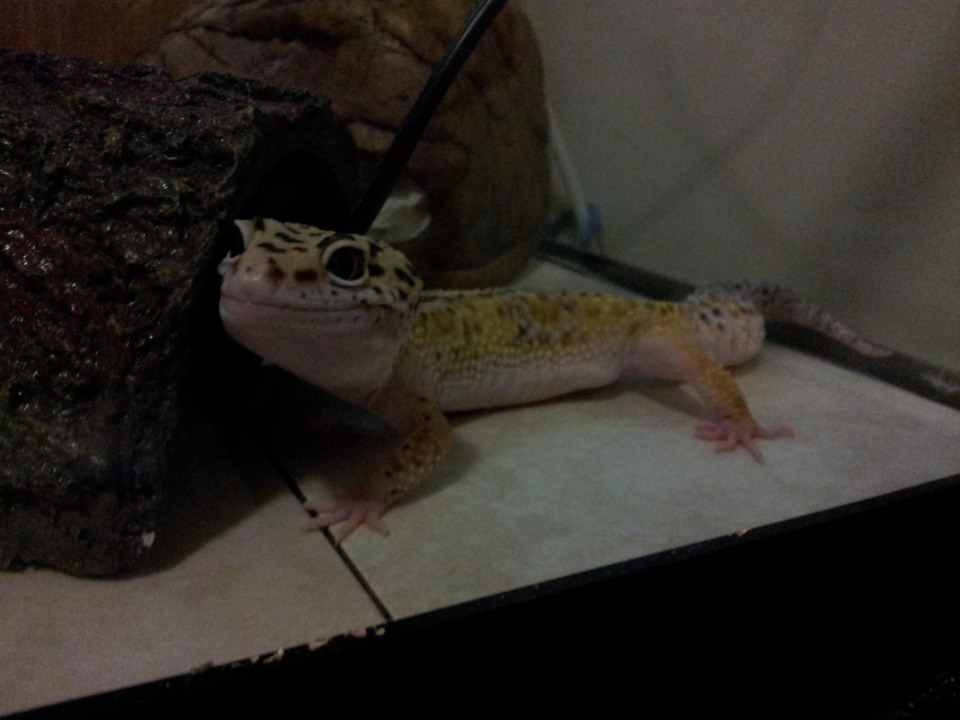 My leopard gecko Raz!