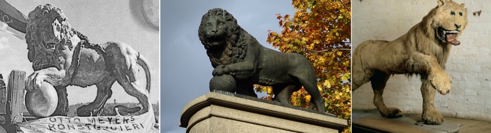 LEFT: Original 1936 Swedish Lion statue. MIDDLE: New 2002 Swedish Lion statue currently mounted next to the Narva River. RIGHT: Real lion gifted to the Swedish king in 1731 and posthumously taxidermied by someone who had never seen a lion before. The rare example of an imitation surpassing the original.