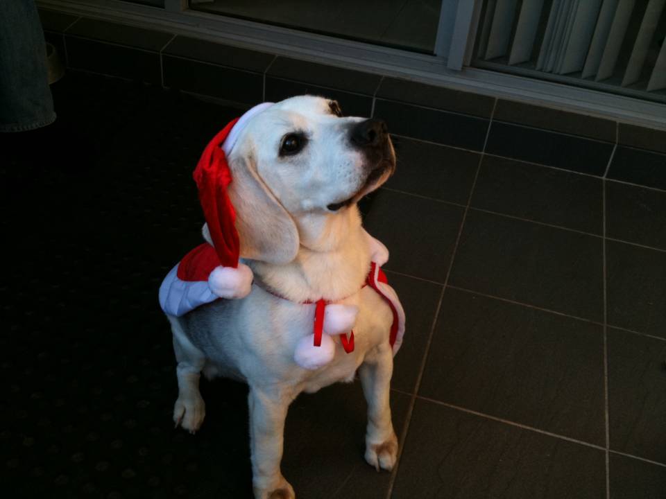 My dog + Santa Hat = TF2 related image