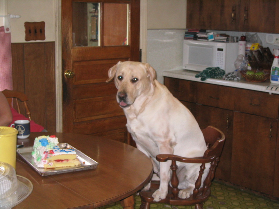 Jackson eagerly awaiting my birthday cake.
