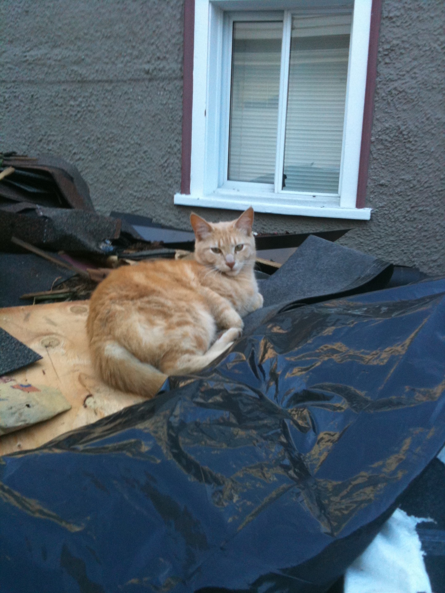  Ralph sitting on a dumpster