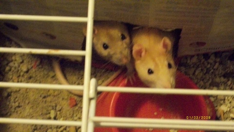 My pet rats, the one on the left is Shalashaska and the other is Zachary.      