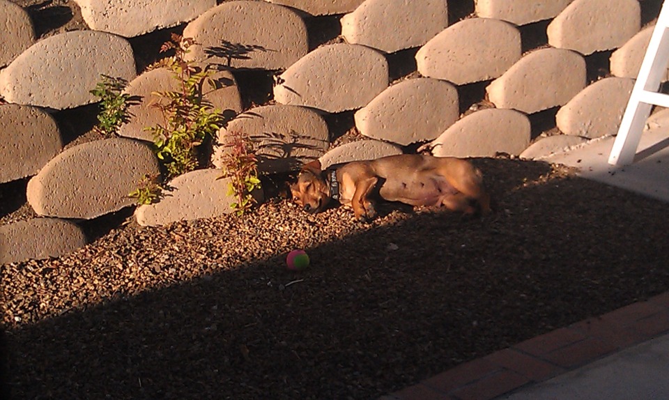 She likes to lay in the dirt.