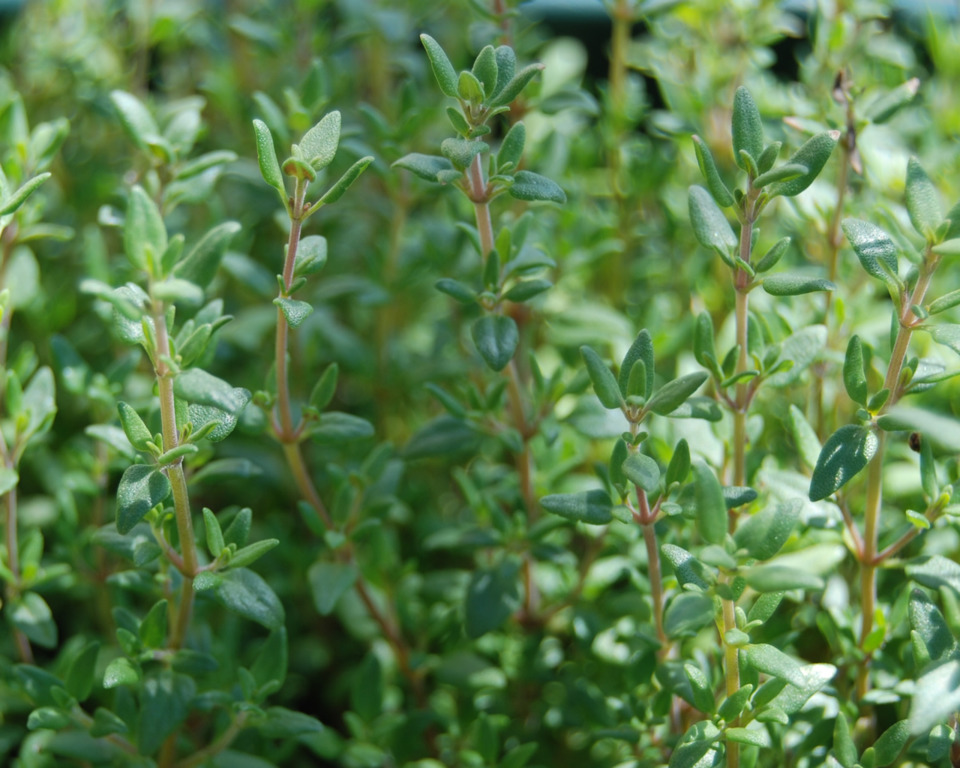 Thyme is love, thyme is life.