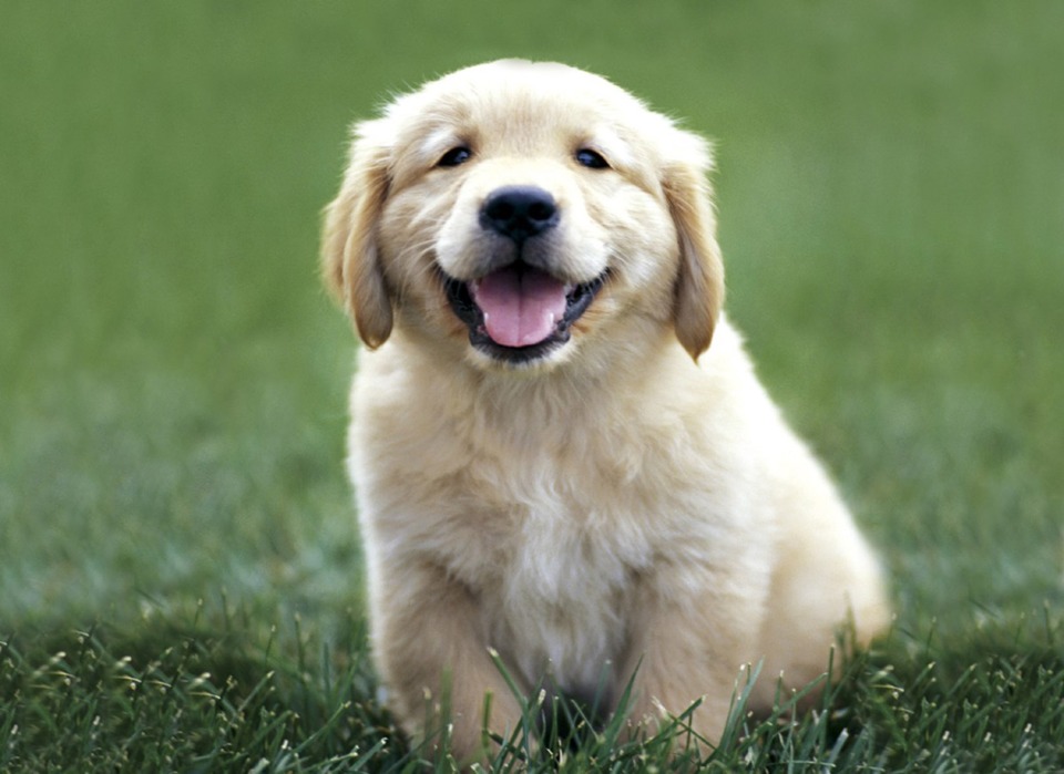 I give this thread one puppy.  