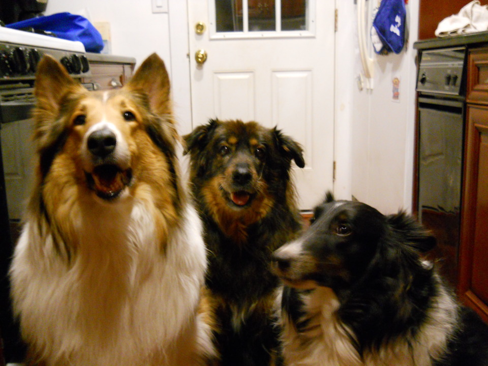 Axel, Lady, and Riley