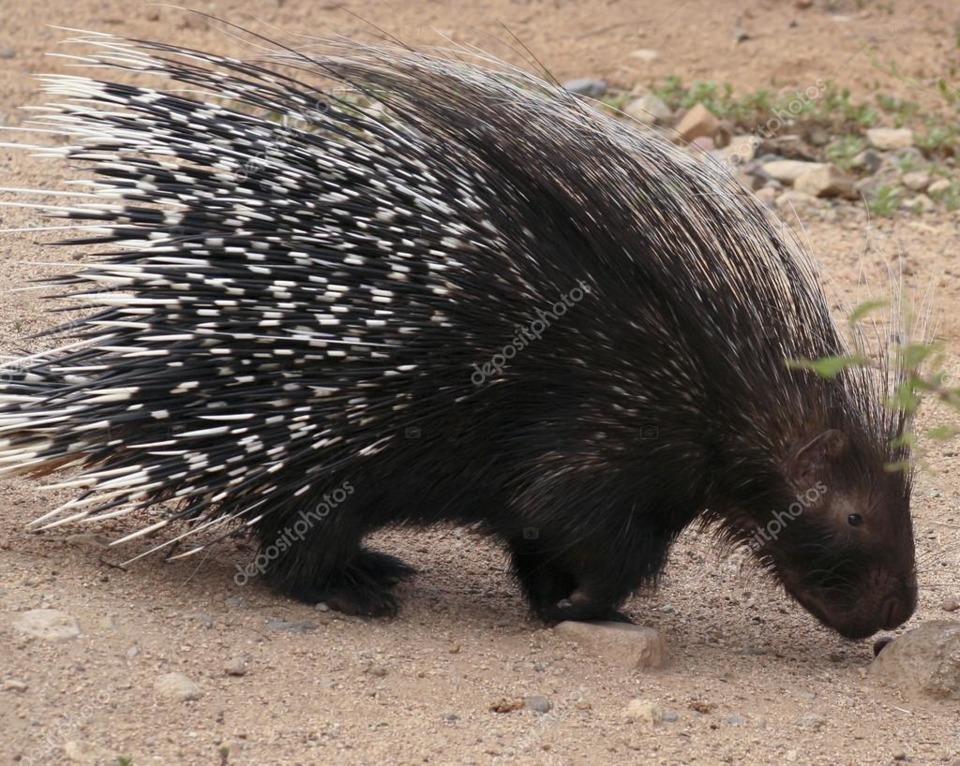 Hell yeah, porcupines!