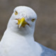 Avatar image for confusedseagull