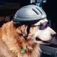 Avatar image for bikedog