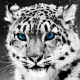 Avatar image for leopard