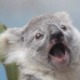 Avatar image for a_koala