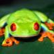 Avatar image for frogtastic