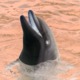 Avatar image for porpoiseproblem