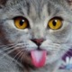 Avatar image for cats_n_tats