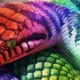 Avatar image for rainbowserpent