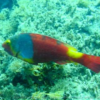 European Parrotfish