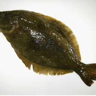 Large-Tooth Flounder