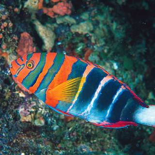 Multicolour Rainbowfish