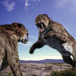 Sabre-toothed Cats