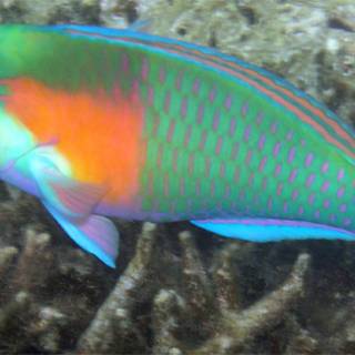 Bower's Parrotfish