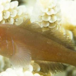 Five-Lined Coral Goby