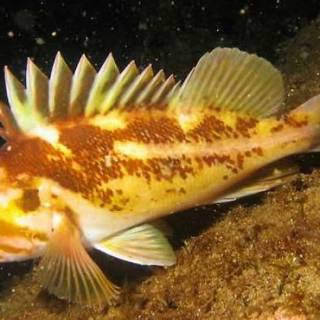 Goldeye Rockfish