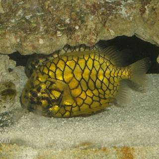 Pineconefish