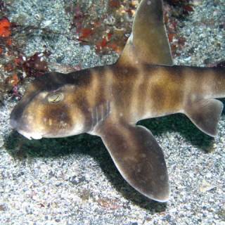 Japanese Bullhead Shark