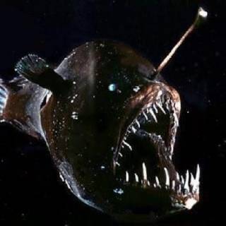 Japanese Anglerfish