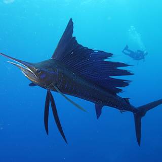 Indo-pacific Sailfish