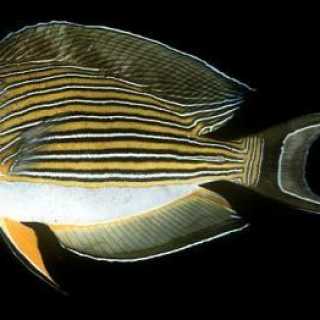 Lined Surgeonfish