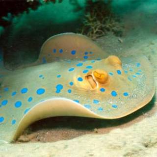 Blue-Spotted Ribbontail Ray