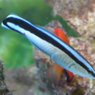 Cleaner Wrasse