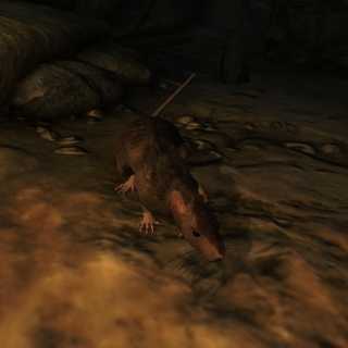 Giant Rat from Oblivion
