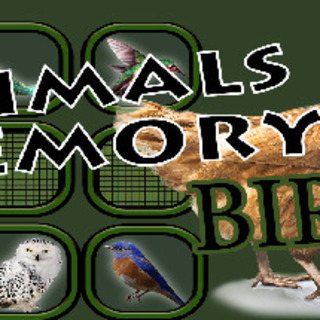 Animals Memory: Birds