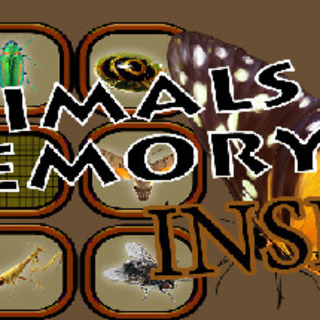 Animals Memory: Insect